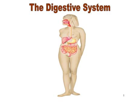 1 The Digestive System. 6.1.1 Why digest food? Food consists of: –Carbohydrates –Lipids –Proteins –Nucleic acids –Minerals –Vitamins –Water These are.
