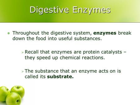 Digestive Enzymes Throughout the digestive system, enzymes break down the food into useful substances.  Recall that enzymes are protein catalysts – they.