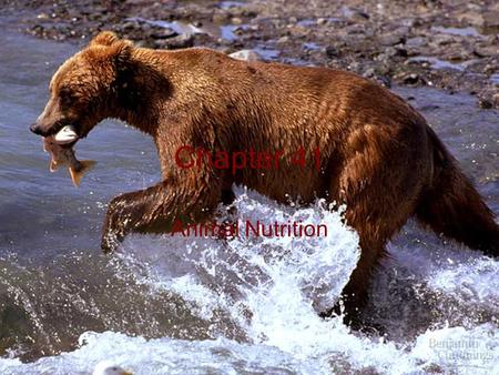 Chapter 41 Animal Nutrition. I. Homeostasis and Nutrition.