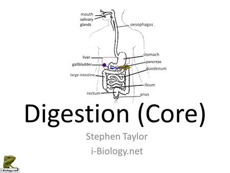 Digestion (Core) Stephen Taylor i-Biology.net.