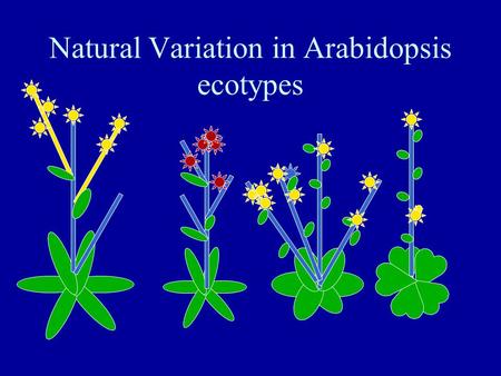 Natural Variation in Arabidopsis ecotypes. Using natural variation to understand diversity Correlation of phenotype with environment (selective pressure?)