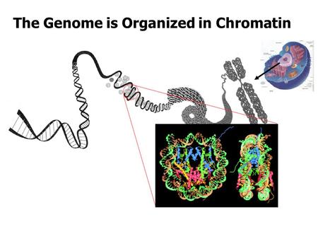 The Genome is Organized in Chromatin. Nucleosome Breathing, Opening, and Gaping.