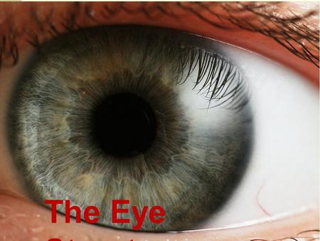 The Eye Structure. External Parts of the Eye (Tear Duct)