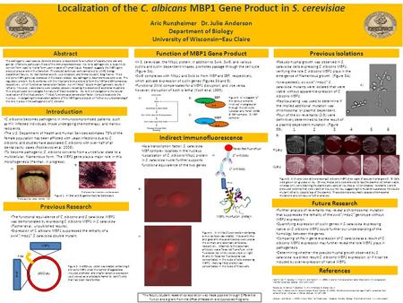 Localization of the C. albicans MBP1 Gene Product in S. cerevisiae Aric Runzheimer Dr. Julie Anderson Department of Biology University of Wisconsin–Eau.