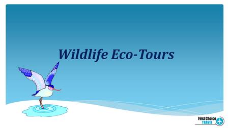 Wildlife Eco-Tours. Definition of Eco-Tour An eco-tour is a trip that is culturally and biologically diverse, causes minimal impact and damage to the.