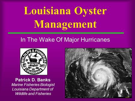 Louisiana Oyster Management In The Wake Of Major Hurricanes Patrick D. Banks Marine Fisheries Biologist Louisiana Department of Wildlife and Fisheries.