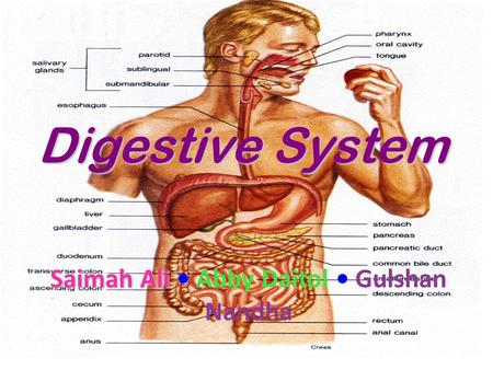 Digestive System Saimah Ali Saimah Ali Abby Daitol Gulshan Nandha.