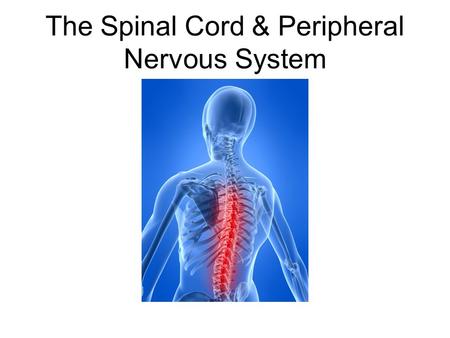 The Spinal Cord & Peripheral Nervous System