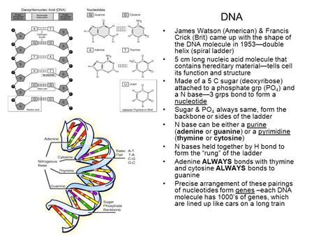 DNA James Watson (American) & Francis Crick (Brit) came up with the shape of the DNA molecule in 1953—double helix (spiral ladder) 5 cm long nucleic acid.