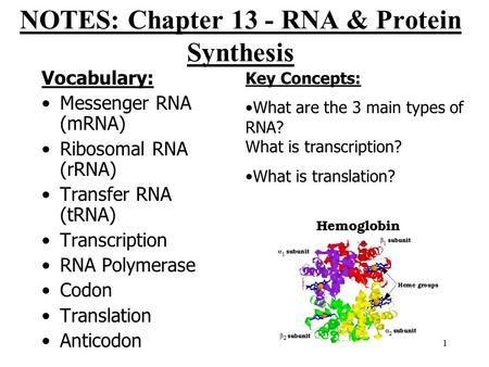 NOTES: Chapter 13 - RNA & Protein Synthesis