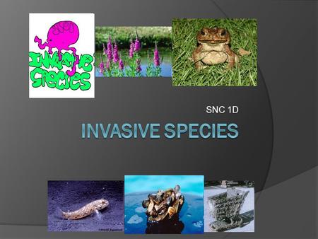 SNC 1D ALIEN SPECIES  Species that are accidentally or purposefully introduced to a new location  Also known as: Introduced species Non-native species.