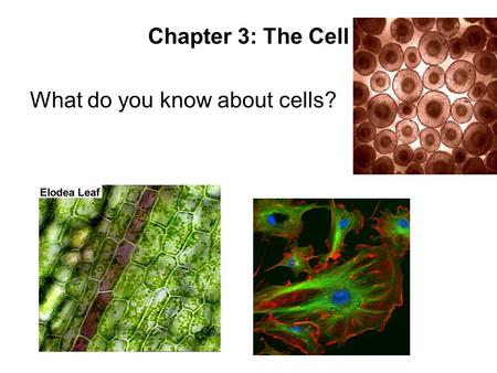 Chapter 3: The Cell What do you know about cells?.