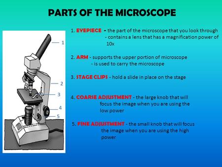 PARTS OF THE MICROSCOPE