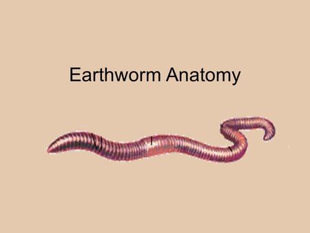 Earthworm Anatomy                                                       