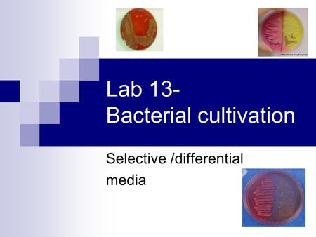 Lab 13- Bacterial cultivation