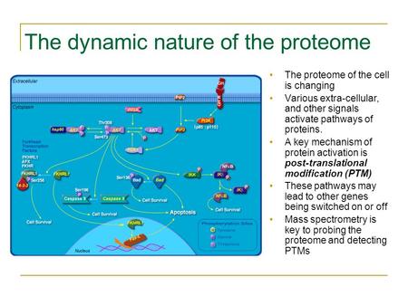 The dynamic nature of the proteome
