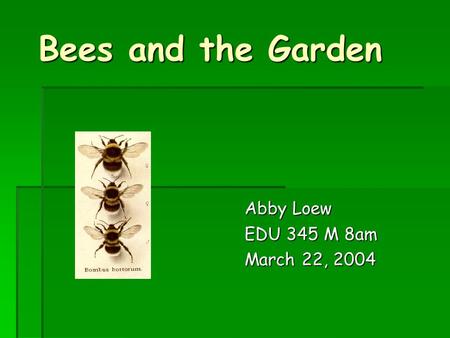 Bees and the Garden Abby Loew EDU 345 M 8am March 22, 2004.