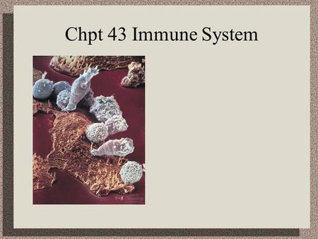 Chpt 43 Immune System. I. Lines of Defense A. 1 st line of defense –1. non-specific – not targeting any particular antigen The invader, The villain The.