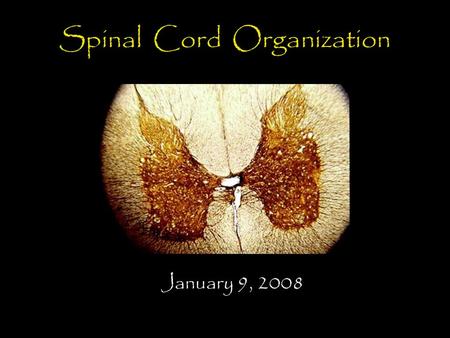Spinal Cord Organization January 9, 2008. Spinal Cord 31 segments terminates at L1-L2 special components - conus medularis - cauda equina no input from.