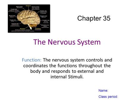The Nervous System Chapter 35