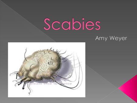Scabies Amy Weyer.
