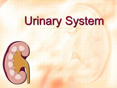 Urinary System. Introduction Kidneys and lungs: two systems that both help and create homeostasis (balancing compositions of fluids and tissues within.