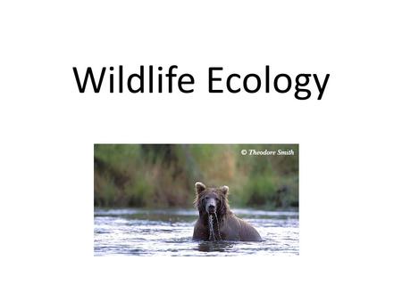 Wildlife Ecology. What is Wildlife Ecology? Wildlife ecology is a field that studies animals, especially animal populations, and seeks to identify ways.