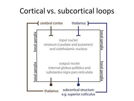 Cortical vs. subcortical loops. Lateral inhibition in striatum.