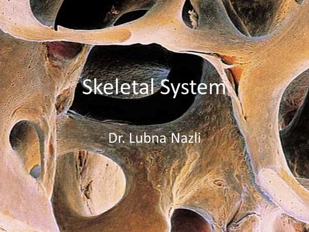 Skeletal System Dr. Lubna Nazli 1. Objectives 2 Components Functions of bone Number of bones Bone types Bone structure Bone classification Bone ossification.