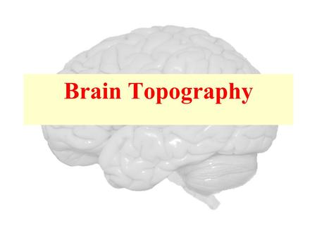 Brain Topography.