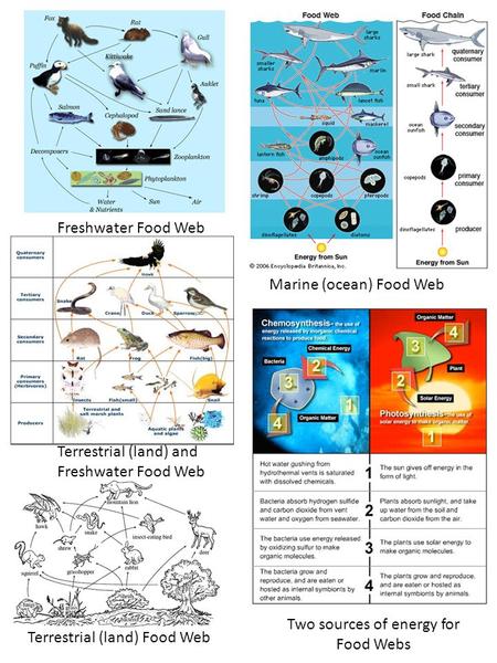 Freshwater Food Web Terrestrial (land) Food Web Terrestrial (land) and Freshwater Food Web Marine (ocean) Food Web Two sources of energy for Food Webs.