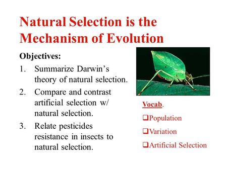 Natural Selection is the Mechanism of Evolution Objectives: 1.Summarize Darwin’s theory of natural selection. 2.Compare and contrast artificial selection.