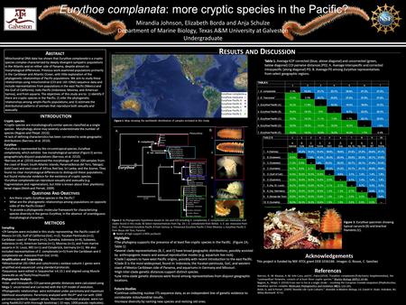 Eurythoe complanata: more cryptic species in the Pacific? Mirandia Johnson, Elizabeth Borda and Anja Schulze Department of Marine Biology, Texas A&M University.