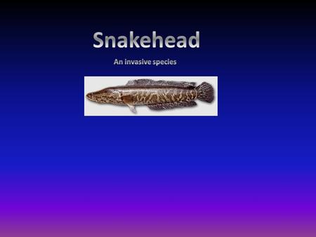 Northern Snakehead- Channa argus Kingdom: Animalia Phylum: Chordata Class: Actinoperygii Order: Perciformes Suborder: Channidae Family: Channidae.