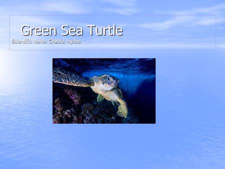 Green Sea Turtle Scientific Name: Cheloia mydas
