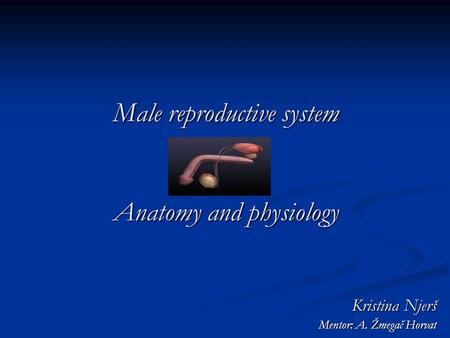 Male reproductive system Anatomy and physiology Kristina Njerš Mentor: A. Žmegač Horvat.