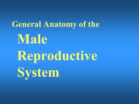 General Anatomy of the Male Reproductive System.