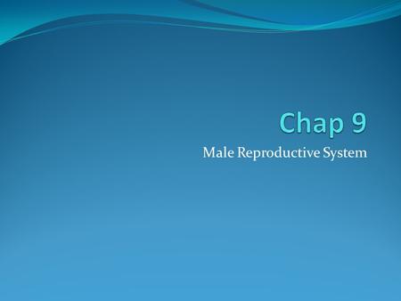 Male Reproductive System. Function The male reproductive system functions to produce sperm and transfer the sperm into the female reproductive organs.