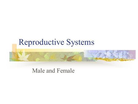 Reproductive Systems Male and Female. Uncomfortable Words? Penis Testis Scrotum Sperm tube Gland Vagina Ovary Uterus Cervix Egg tube.