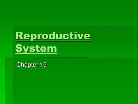 Reproductive System Reproductive System Chapter 19.