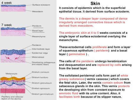 4 week Skin It consists of epidermis which is the superficial epithelial tissue. It derived from surface ectoderm. The dermis is a deeper layer composed.