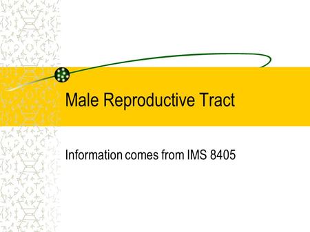 Male Reproductive Tract