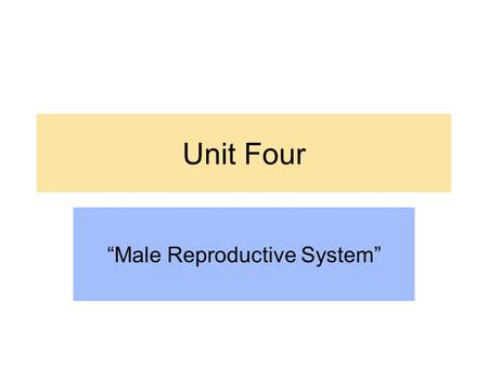 Unit Four “Male Reproductive System”. Human Reproductive System Origin The organs that allow males and females to reproduce come from one of three germ.