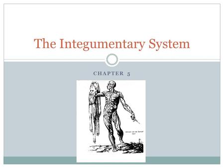 CHAPTER 5 The Integumentary System. The parts of the integument: Skin Sweat and Oil glands hairs Nails.