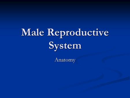 Male Reproductive System Anatomy. Ground Rules Respect what other people say; no put-downs Be sensitive to other people’s feelings Not answering a question.