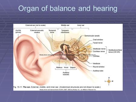 Organ of balance and hearing