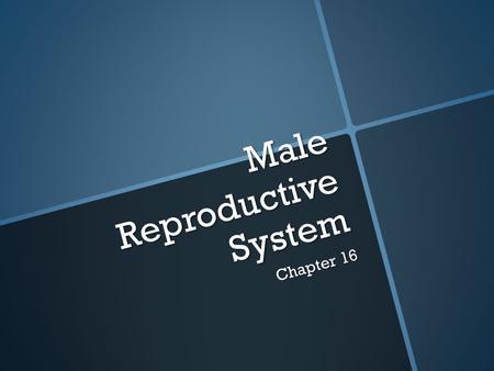 Male Reproductive System Chapter 16. Function of the Male Reproductive System  To produce sperm cells (male reproductive cells)  Begin producing sperm.