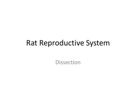 Rat Reproductive System Dissection. Pre-lab Prepare the dissection tray and equipment. Put on your gloves. Retrieve your rat from the tray in your cabinet.