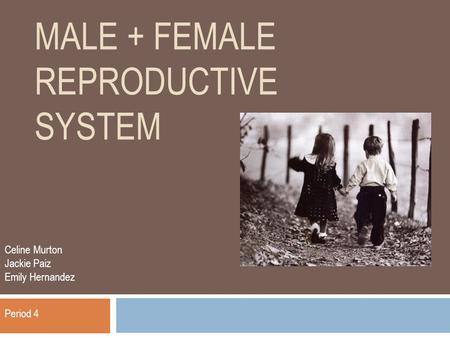 MALE + FEMALE REPRODUCTIVE SYSTEM Celine Murton Jackie Paiz Emily Hernandez Period 4.