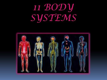 11 BODY SYSTEMS. Skeletal System Provides Shape and structure to the body. Allows for movement. Protects vital organs. Produces blood cells. Stores minerals.